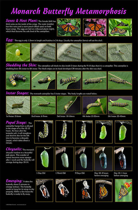 Caterpillar Art Print featuring the photograph Monarch Butterfly Metamorphosis Chart by Valerie Evanson