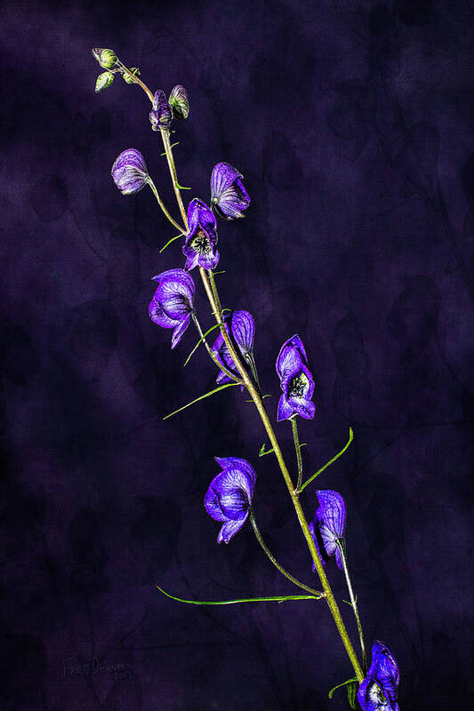 Alaska Art Print featuring the photograph Monkshood Version 2 by Fred Denner