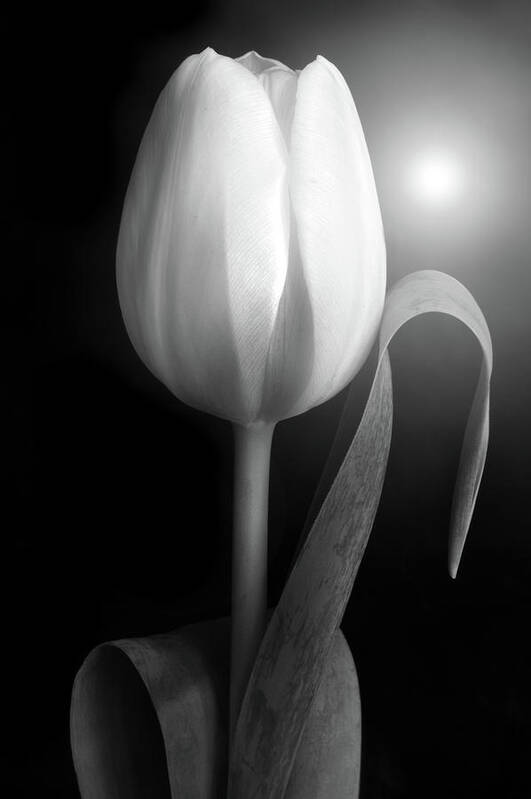 Tulips Art Print featuring the photograph Monochrome Tulip portrait by Terence Davis
