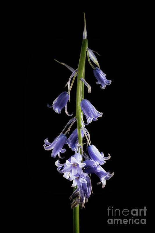 Bluebell Art Print featuring the photograph Moody Bluebell by Ann Garrett