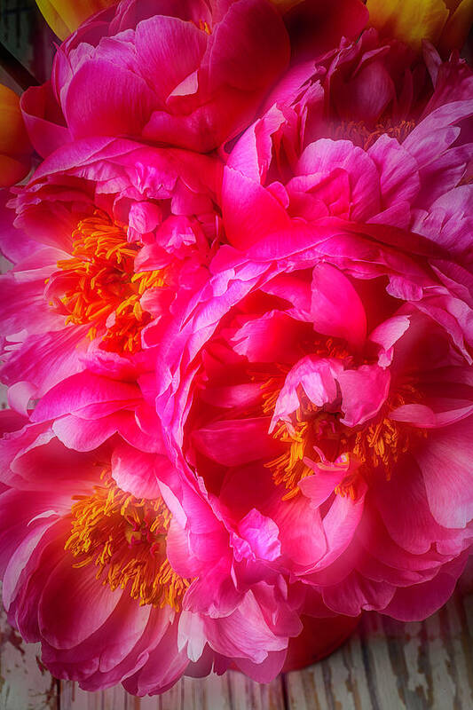 Peony's Art Print featuring the photograph Moody Peony's by Garry Gay