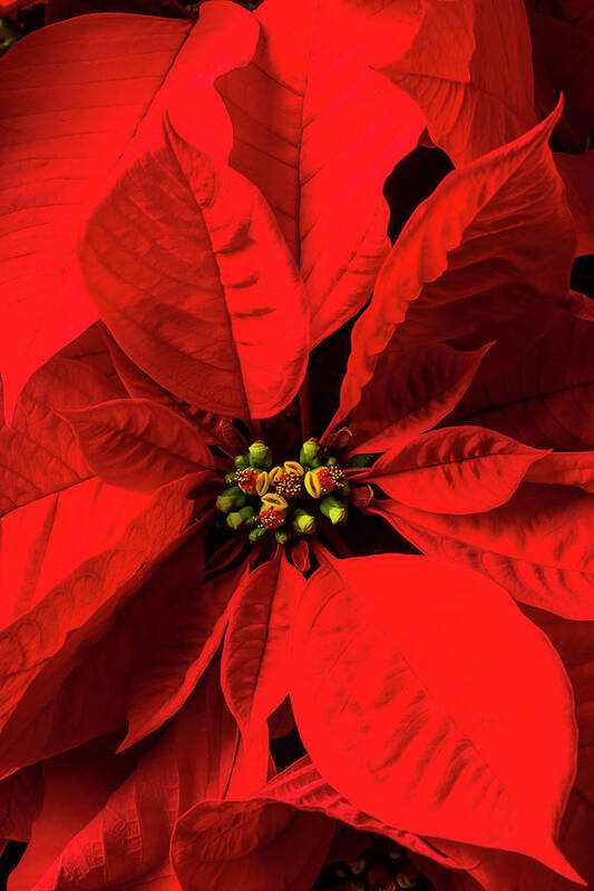 Red Poinsettia Art Print featuring the photograph Moody poinsettia by Garry Gay