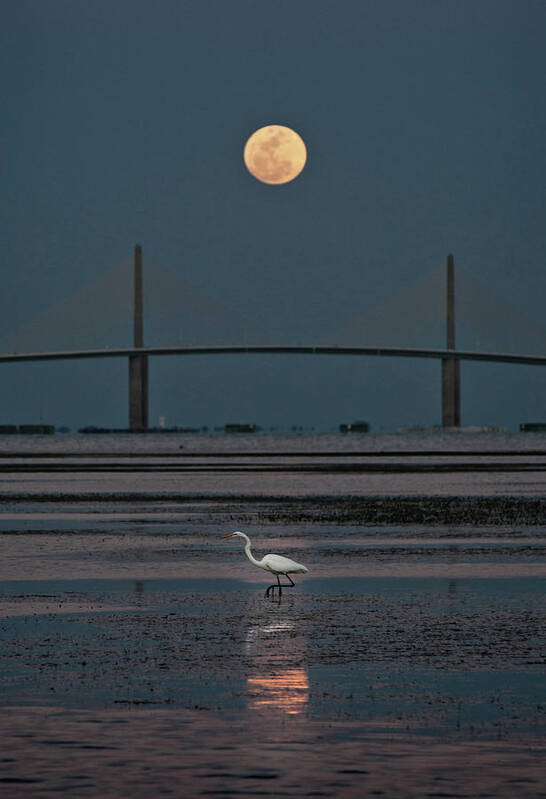 Moon Art Print featuring the photograph Moonlight Stroll by Steven Sparks
