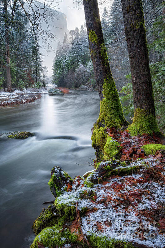 Yosemite Art Print featuring the photograph Morning Calm by Anthony Michael Bonafede