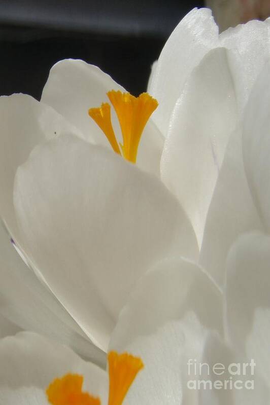 White Yellow Crocus Spring Flowers Petals Art Print featuring the photograph Morning Light by Kristine Nora