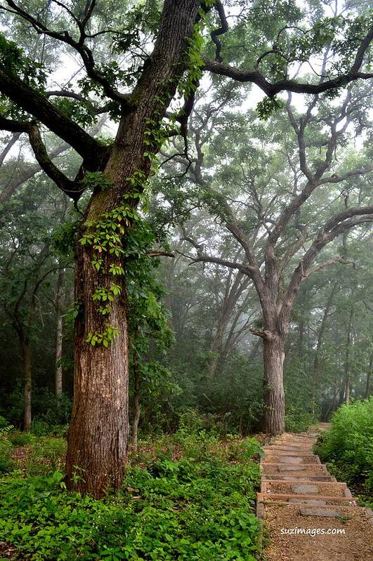 Garvin Heights Steps Art Print featuring the photograph Morning Steps by Susie Loechler