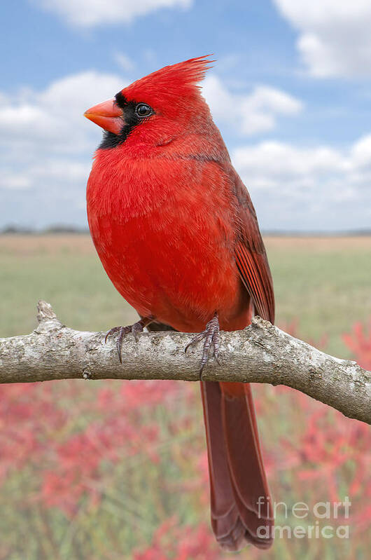 Northern Cardinal Male Art Print featuring the photograph Mr. Cheerful by Bonnie Barry
