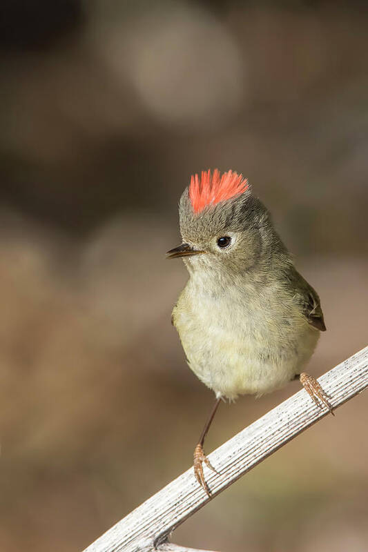 Ruby-crowned Art Print featuring the photograph Mr Kinglet by Mircea Costina Photography