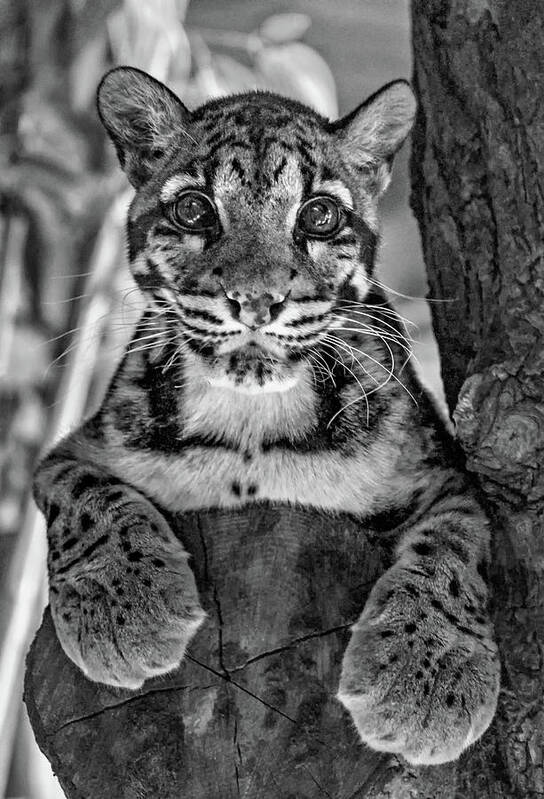 Clouded Leopard Art Print featuring the photograph Ms Paws monochrome by Steve Harrington