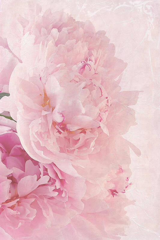 Paeonia Art Print featuring the photograph Artsy Pink Peonies by Sandra Foster