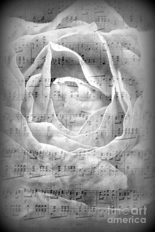 Rose Art Print featuring the photograph Musical Rose by Clare Bevan