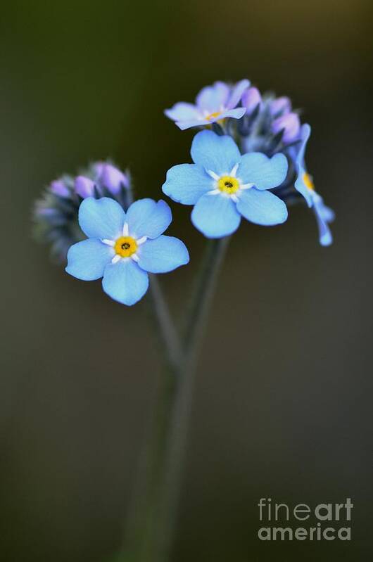 Fleur Art Print featuring the photograph Myosotis by Sylvie Leandre