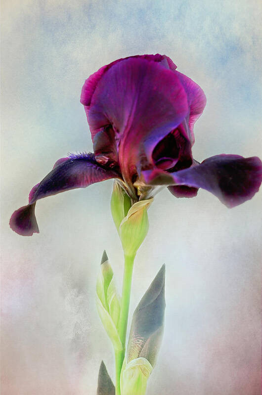 Black Iris Print Art Print featuring the photograph Mystical Black Iris Print by Gwen Gibson