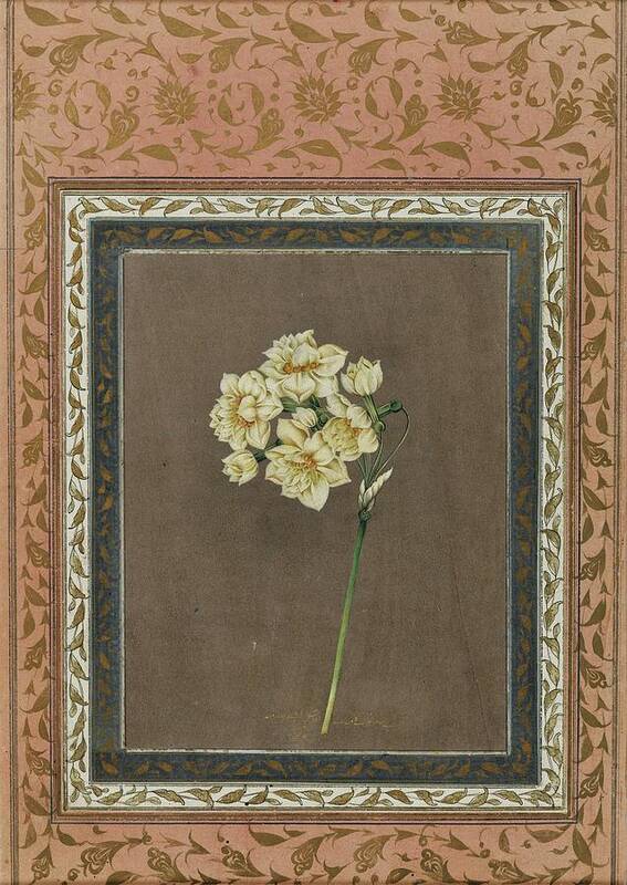 A Gouache And Gold On Paper Album Leaf (narcissus) By Muhammad Masih Art Print featuring the painting Narcissus by Muhammad Masih