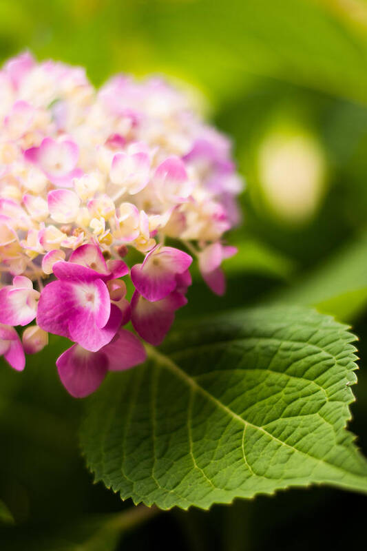 Hydrangea Art Print featuring the photograph Natural Beauty by Parker Cunningham
