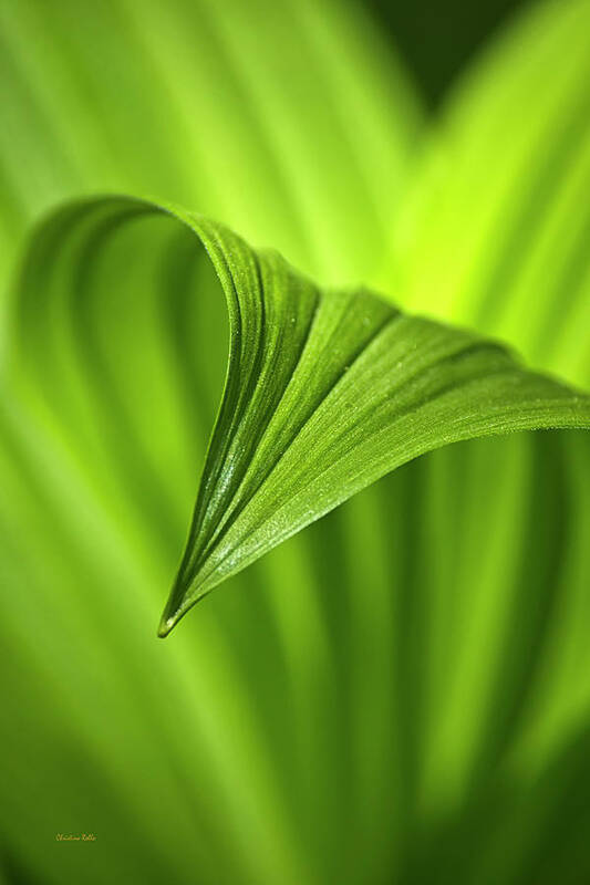 Leaf Art Print featuring the photograph Nature Unfurls by Christina Rollo