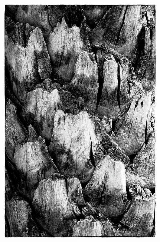 Black And White Art Print featuring the photograph Natures Abstract #1 by John Roach