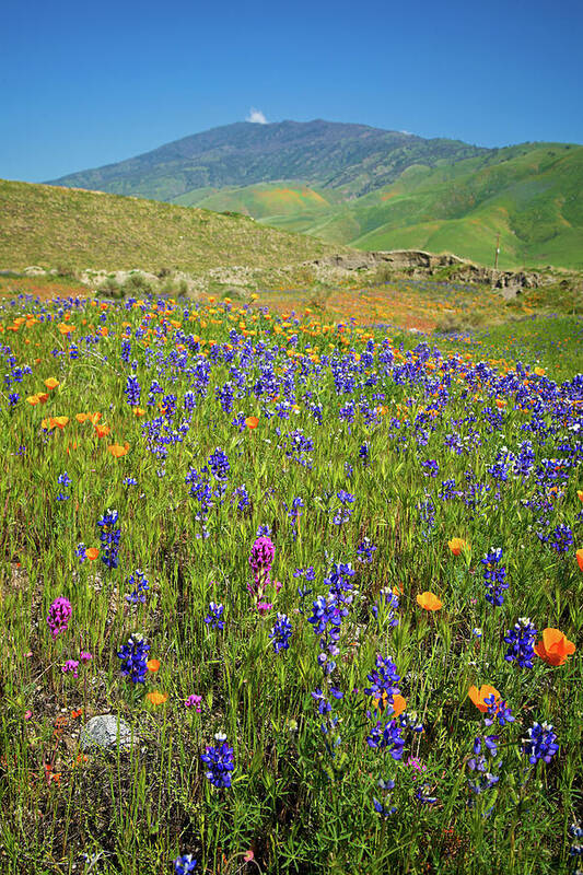 Tejon Ranch Art Print featuring the photograph Nature's Colorful Palette in Arvin by Lynn Bauer