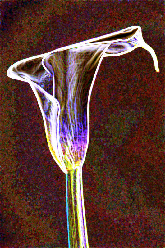 Flower Art Print featuring the photograph Neon calla lilly 3 by Gary Brandes