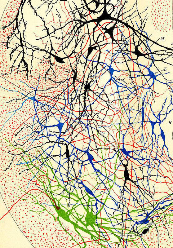 History Art Print featuring the photograph Nerve Cells Santiago Ramon y Cajal by Science Source