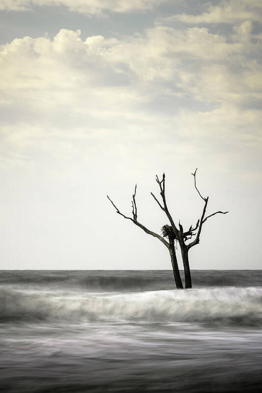 Bulls Island Art Print featuring the photograph Nesting by Ivo Kerssemakers