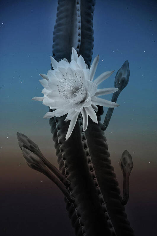 Cactus Night Flower Spines Sunset Bloom Art Print featuring the photograph Night bloom by Carolyn D'Alessandro