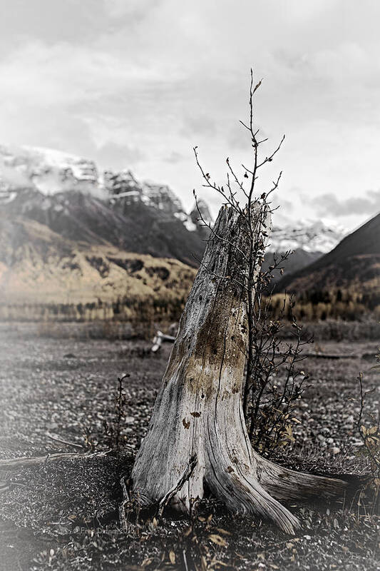 Tree Art Print featuring the photograph Nizina River Tree Stump by Fred Denner