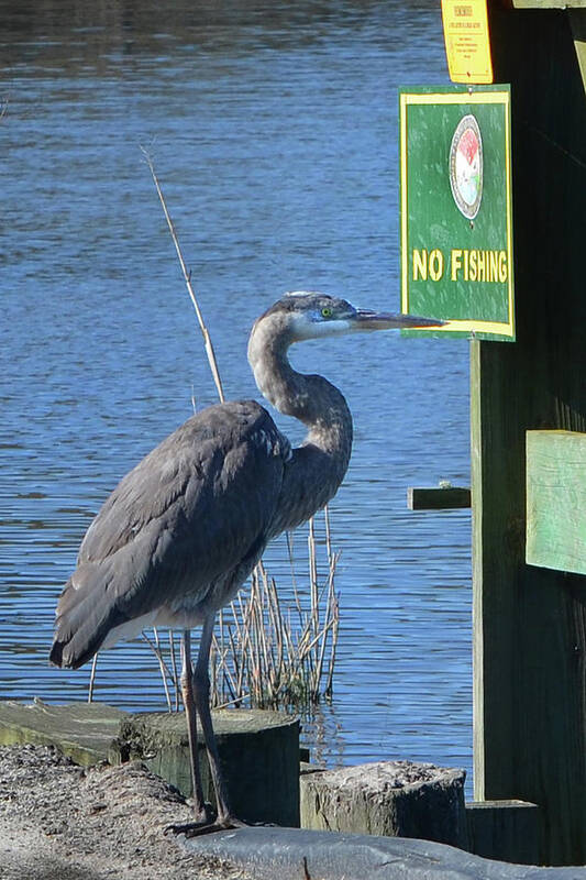 Great Blue Heron Art Print featuring the photograph No Fishing by Jerry Griffin