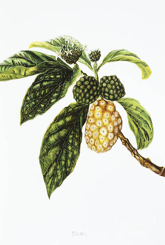 1890 Art Print featuring the painting Noni Fruit Art by Hawaiian Legacy Archive - Printscapes