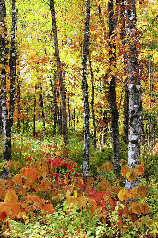 Photography Art Print featuring the photograph North Woods Trees #6 by Brett Pelletier