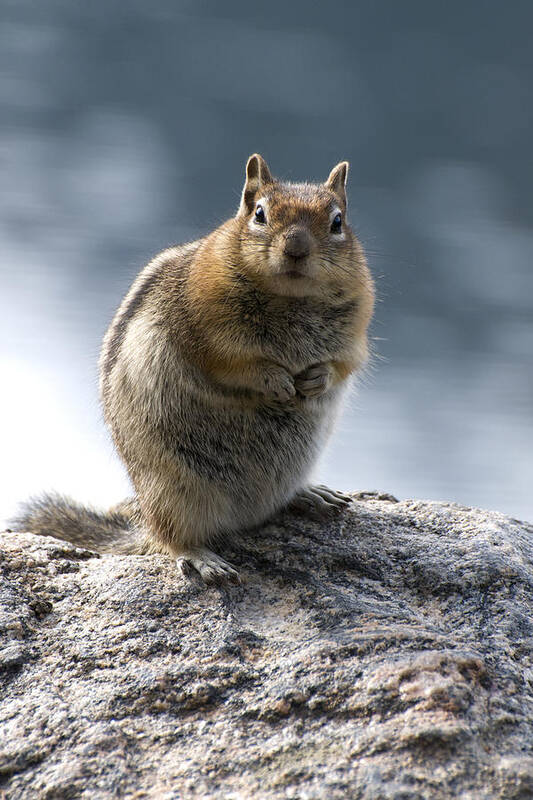 Chipmunk Art Print featuring the photograph Not Alvin by Richard Henne