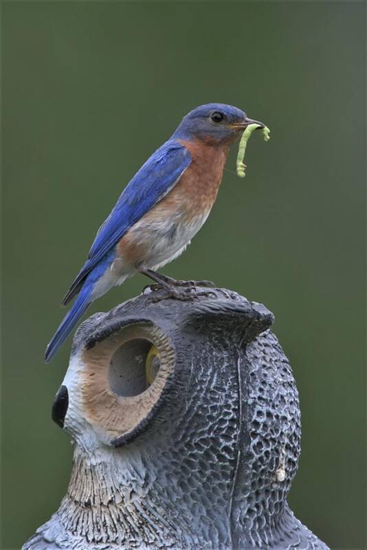 Bluebird Art Print featuring the photograph Not Intimidated by Michael Hall