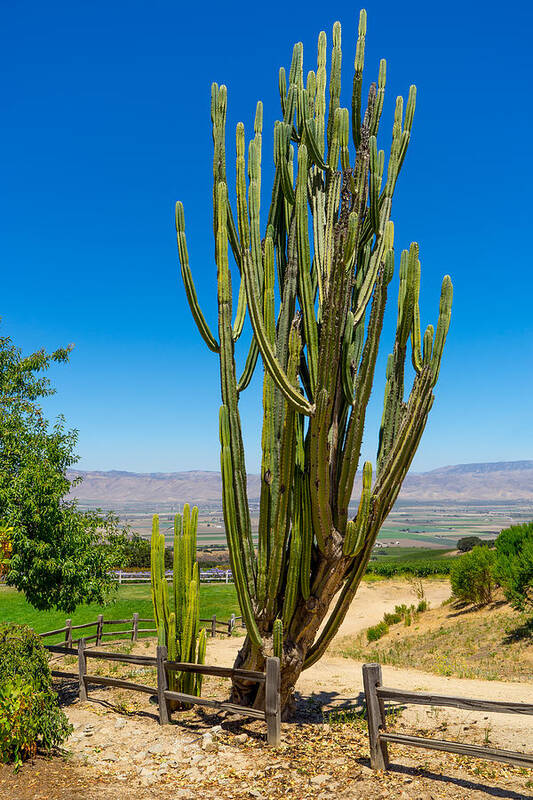 California Art Print featuring the photograph Now That's a Cactus by Derek Dean