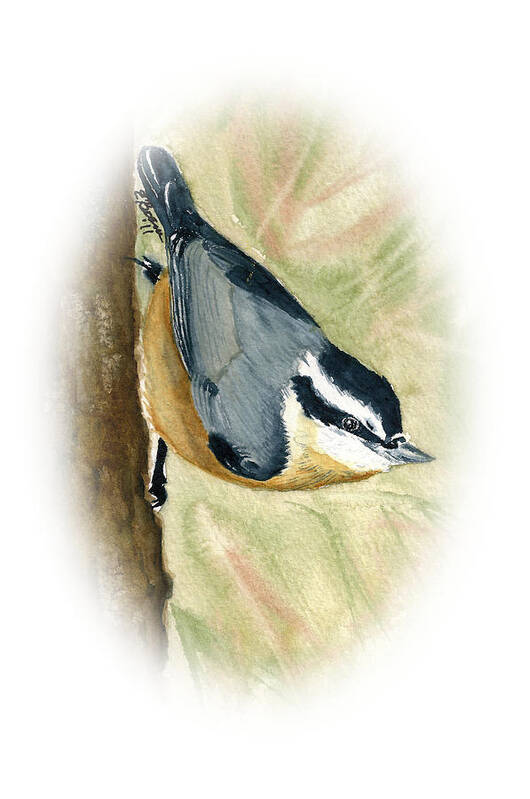Nuthatch Art Print featuring the painting Nuthatch Down by Elise Boam