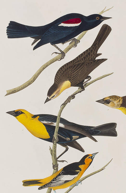 Oriole Art Print featuring the painting Nuttall's Starling Yellow-headed Troopial Bullock's Oriole by John James Audubon