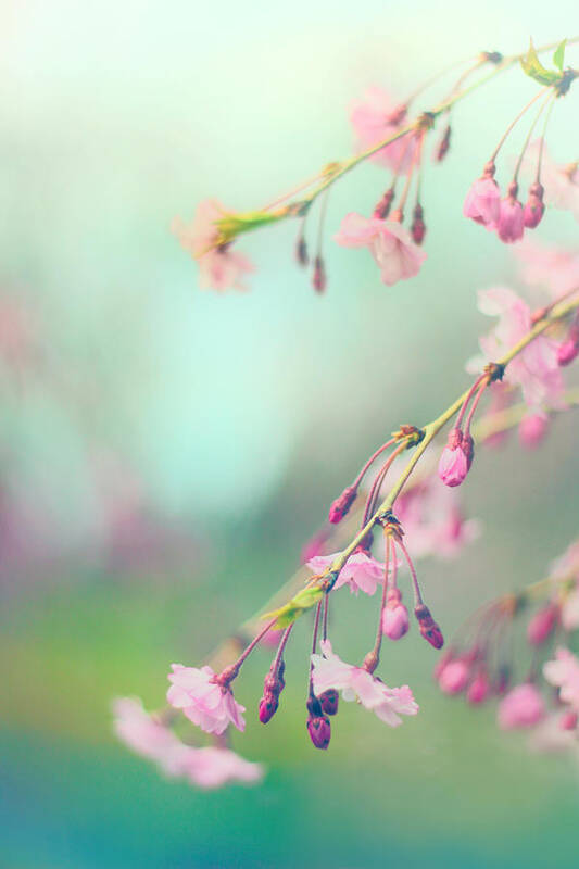 Cherry Blossom Art Print featuring the photograph Blossom Breeze by Jessica Jenney