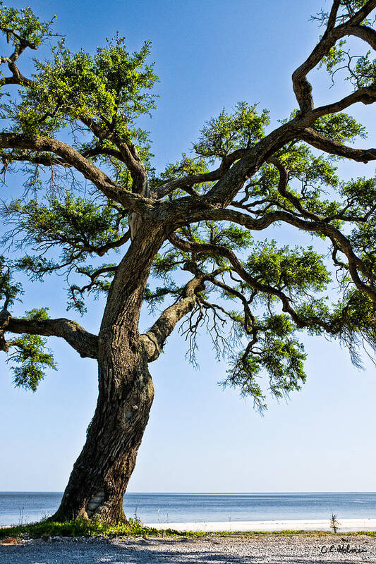 Tree Art Print featuring the photograph Oak At The Beach by Christopher Holmes