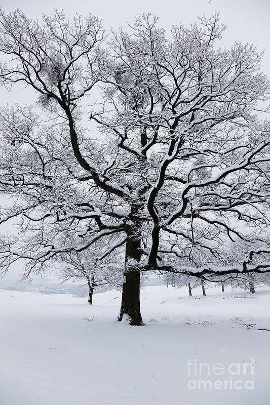 Winter Art Print featuring the photograph Oak by Gabriela Insuratelu