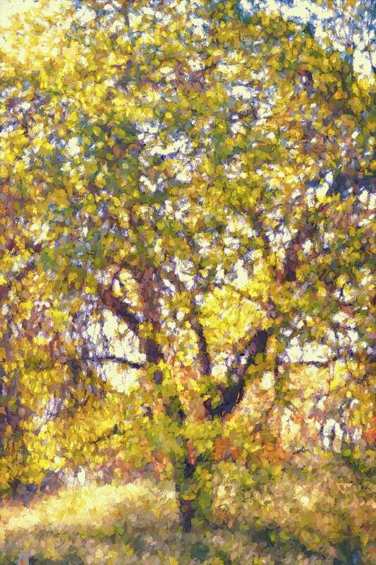 Tree Art Print featuring the photograph Oaks 29 by Pamela Cooper