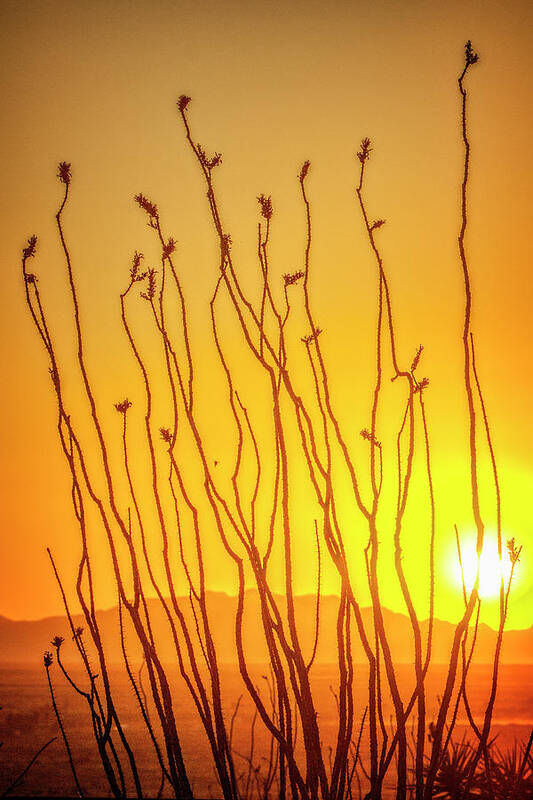 America Art Print featuring the photograph Ocotillo Sunset by Diana Powell