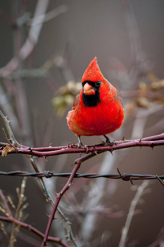 Bird Art Print featuring the photograph Of Barbs and Thorns by Jeff Phillippi