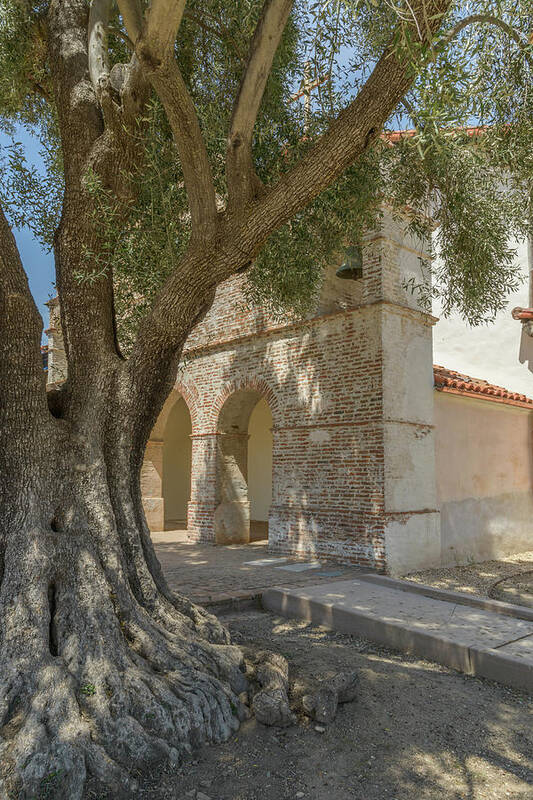 Mission San Antonio De Padua Art Print featuring the photograph Olive Tree and Mission by Alexander Kunz