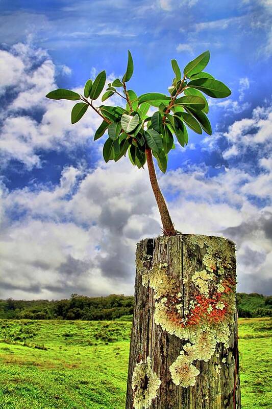 Hawaii Art Print featuring the photograph One Tree One Post by DJ Florek
