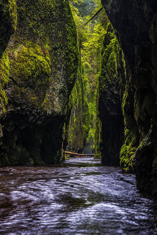 Oneonta Gorge Art Print featuring the photograph Oneonta Gorge by Chuck Jason