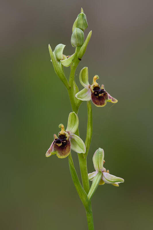 Ophrys Bornmuelleri Art Print featuring the photograph Ophrys Bornmuelleri by Yuri Peress