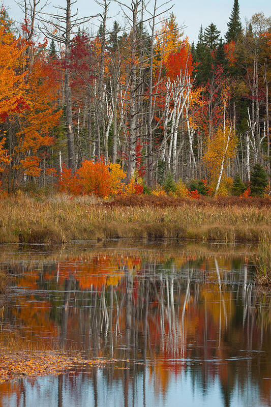 #jefffolger Art Print featuring the photograph Orange And Red Surround Birch Gold by Jeff Folger