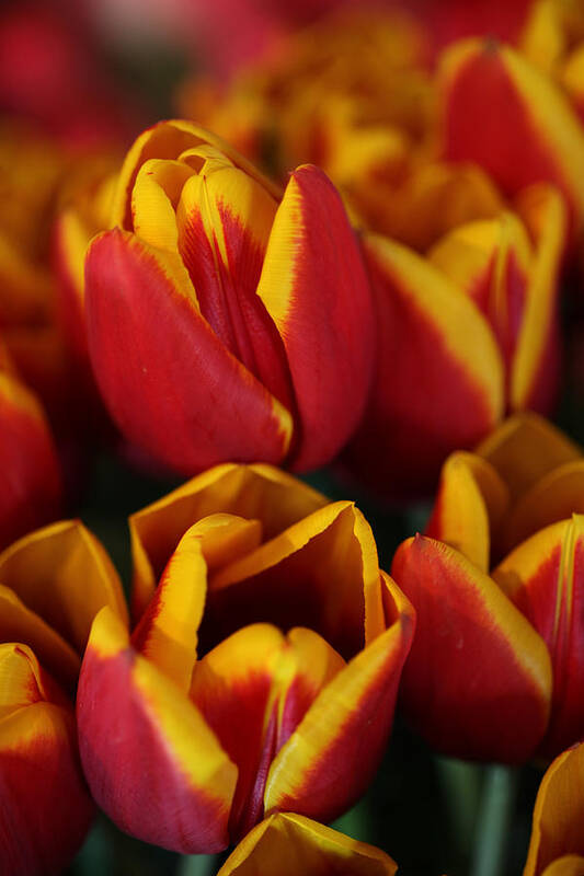 Tulips Art Print featuring the photograph Orange and Yellow Tulips by Tammy Pool