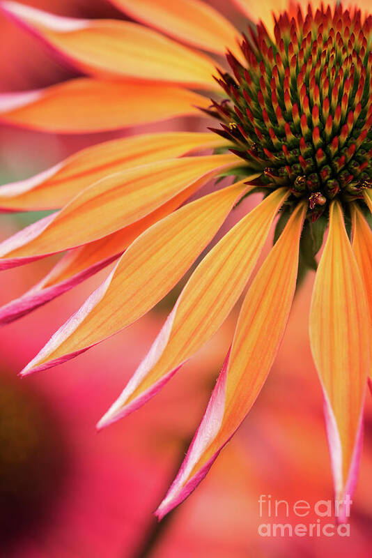 Echinacea Orange Passion Art Print featuring the photograph Orange Passion by Tim Gainey