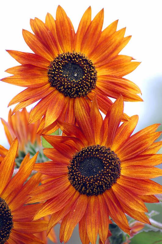 Sunflower Art Print featuring the photograph Orange Sunflower 2 by Amy Fose