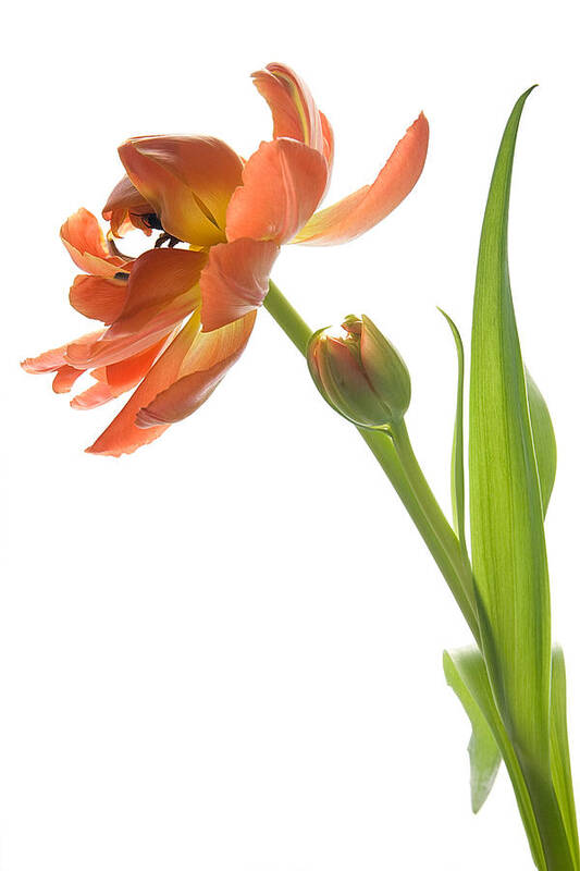 Tulip Art Print featuring the photograph Orange Tulip by Ann Garrett
